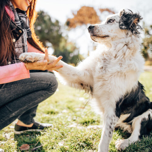 dog training session at the park
