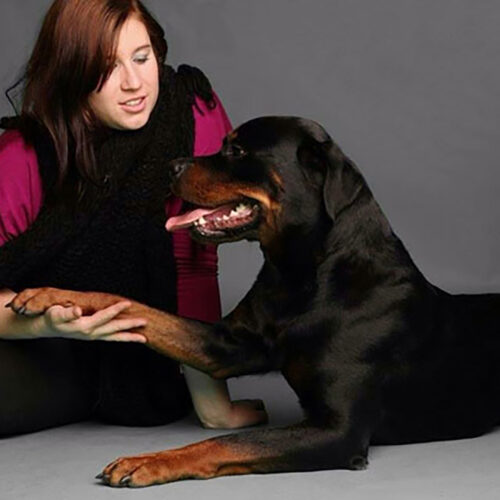 attentive Border Collie dog works together with his owner.